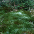 lichen frost