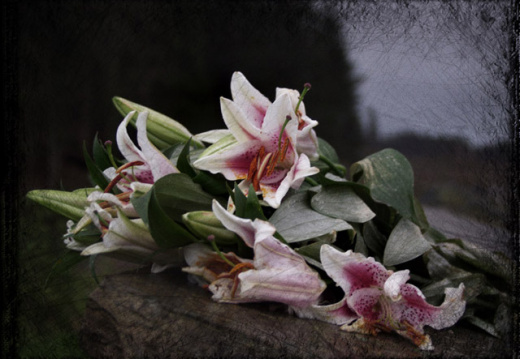 lilies ii6