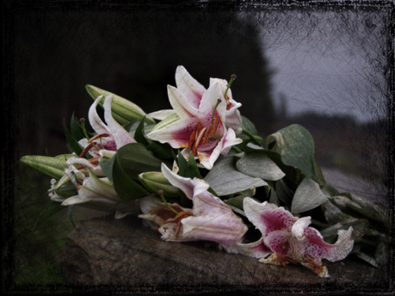 lilies ii6