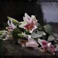 lilies ii6