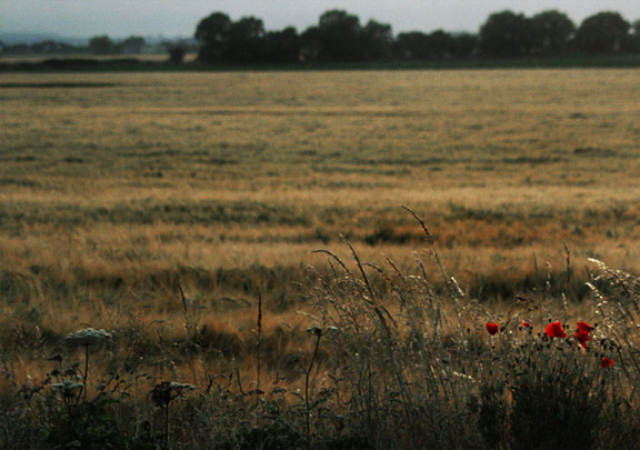 6poppy field