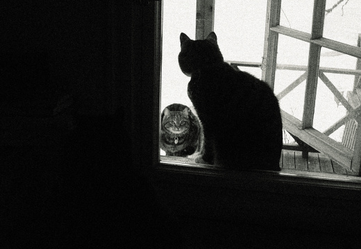 20050409 window cats