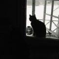 20050409 window cats