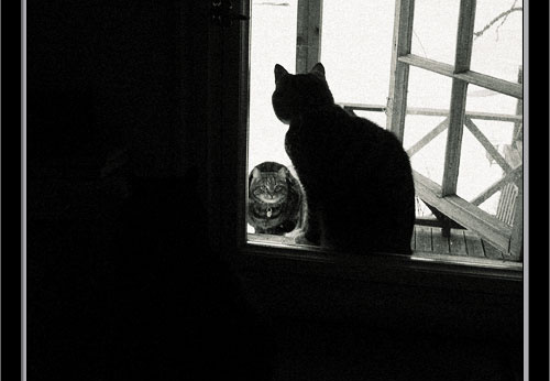 window cats copy