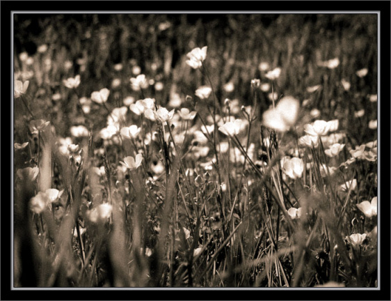 buttercups copy