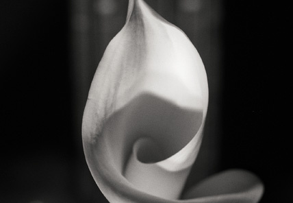 calla 1