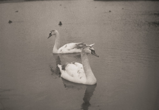 swans