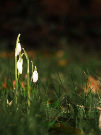 first snowdrops 08