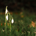 first snowdrops 08