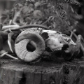 sheep skull