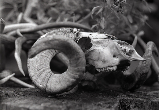 sheep skull