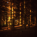 velvia woods3