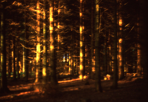 velvia woods3