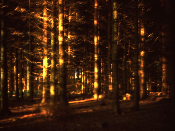 velvia woods3