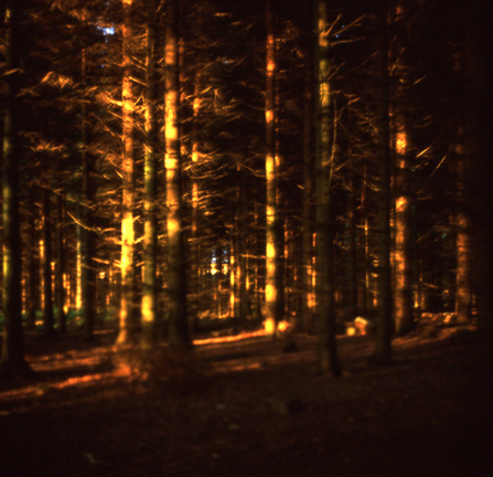 velvia woods3