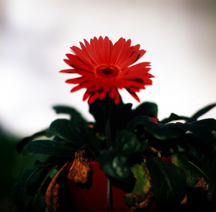 gerbera