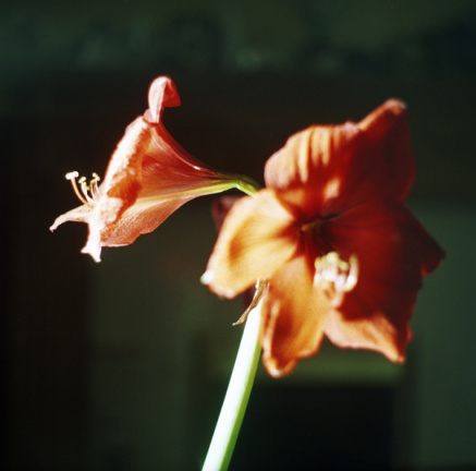 vc amaryllis 1