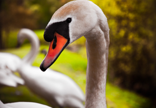 20100517 DSC 0766 as Smart Object 1