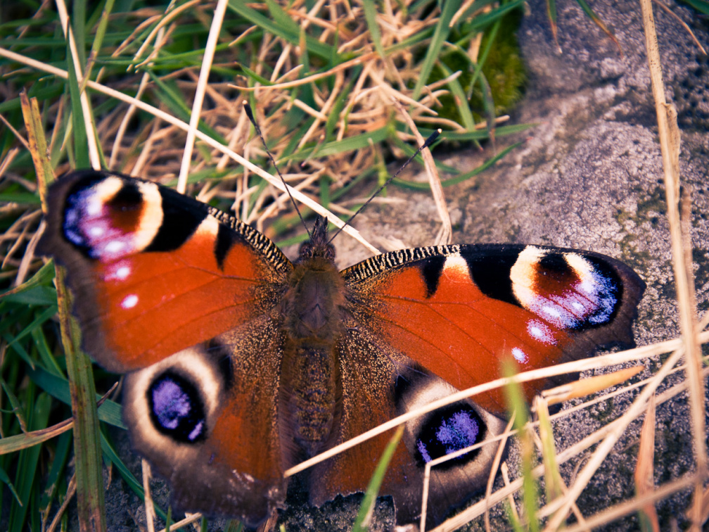 20130908 DSC 6784 1000