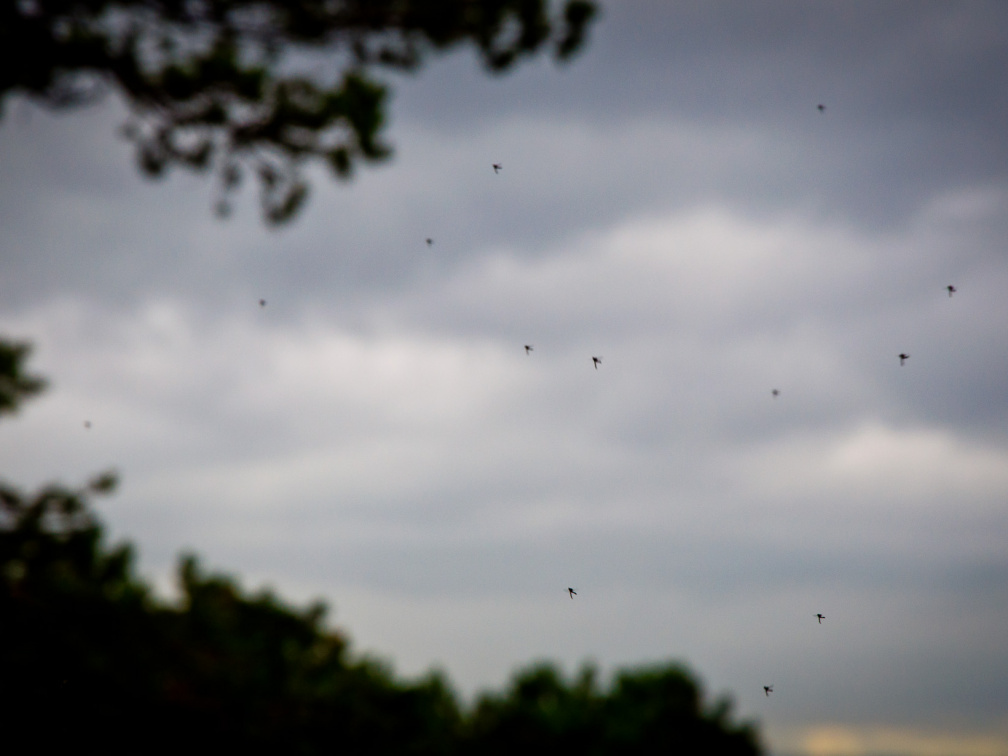 20130908 DSC 6839 1000