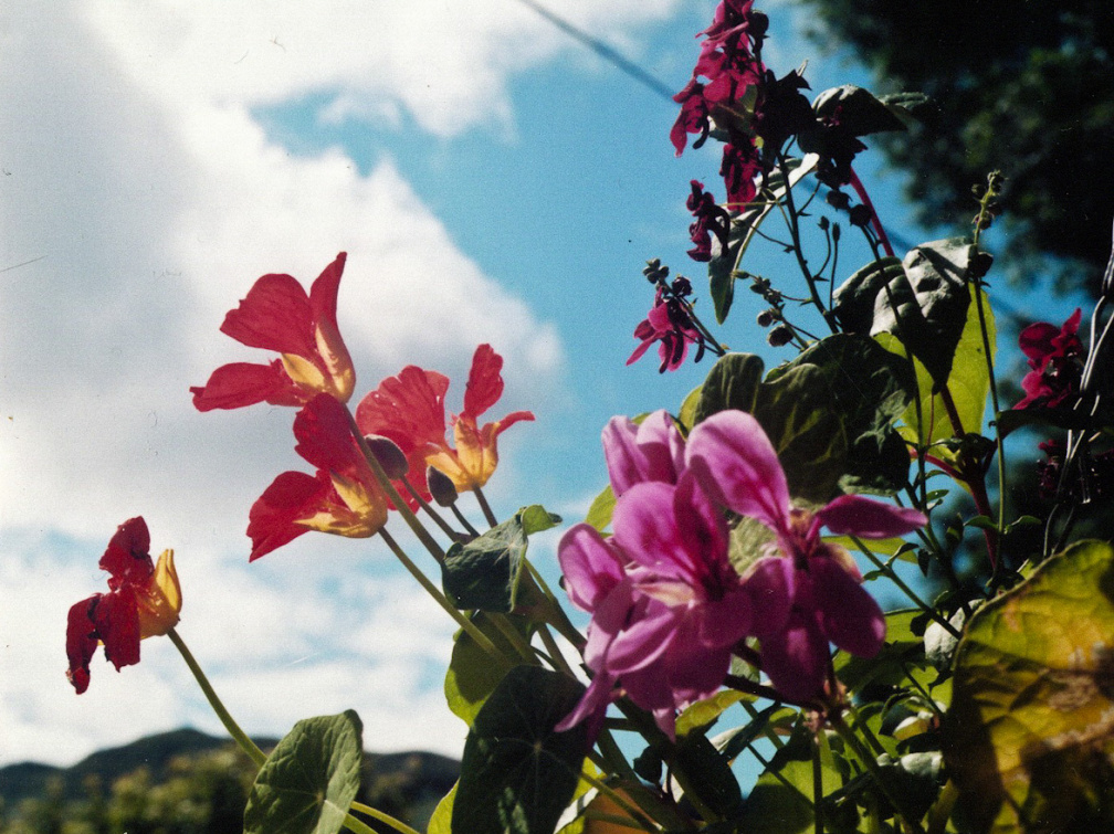 20130919 Scan-070819-0002 1000