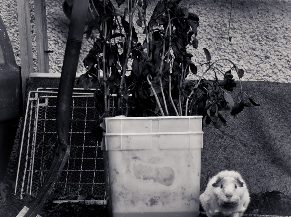 20131024 DSC 6971 1000