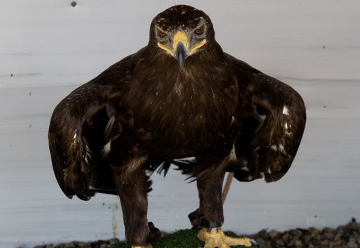 20140705 DSC 0760 1000