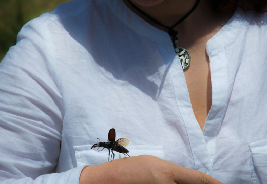 20140616 DSC 0143 1000