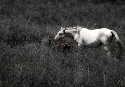 20140622 DSC 0555 1000