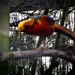 20130209 DSC 4970 1000