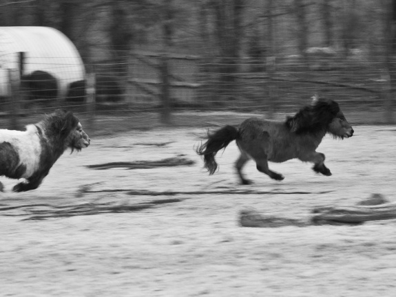 20130209 DSC 5259 1000