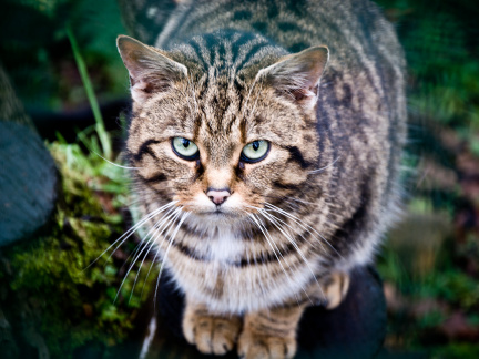 20130209 DSC 5287 1000