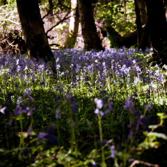 20130602 DSC 5863 1000