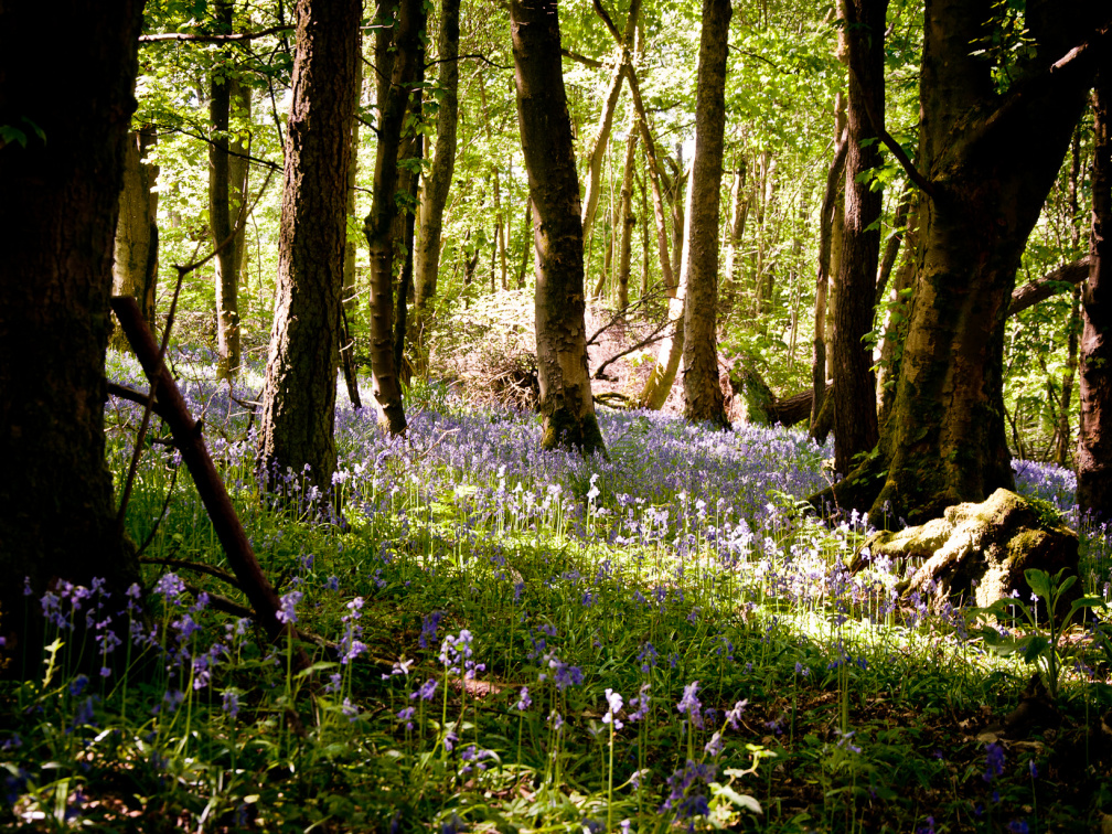 20130602 DSC 5865 1000