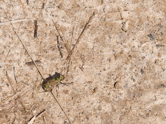 20130606 DSC 6095 1000