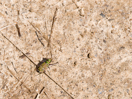 20130606 DSC 6096 1000