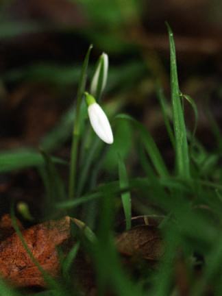 snowdrops 180106