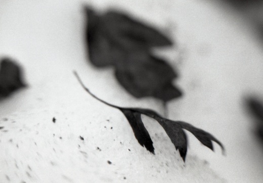 OM30 fp4 tamron 70-150ad2 solGstand008