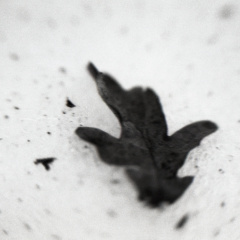 OM30 fp4 tamron 70-150ad2 solGstand009