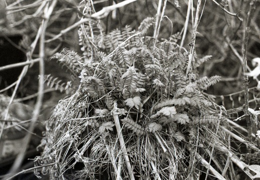 AE1 fp4 oldHC110 stand rescan 007