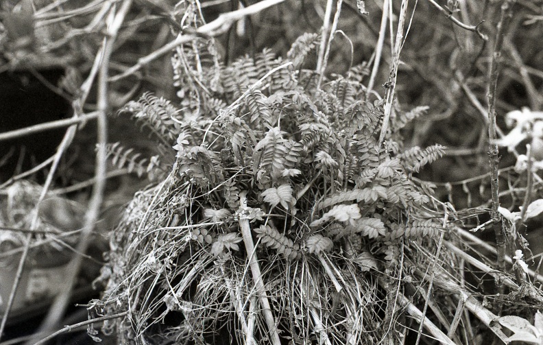 AE1_fp4_oldHC110_stand_rescan_007.jpg