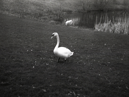 trip35 hp4 oldHC110 stand rescan 009