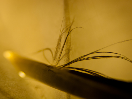 Raven feather fractal.