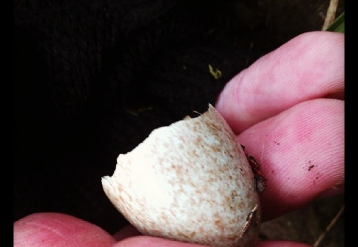 1db875f8e2868949266cf2d37b029e97