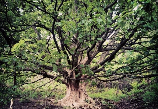 ade787289cb78075ea1e6dc914bd2af0