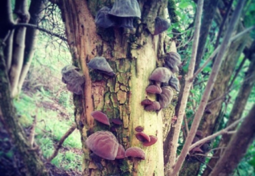 fca4b99f8fbd1f949c9dc0c6d021a489