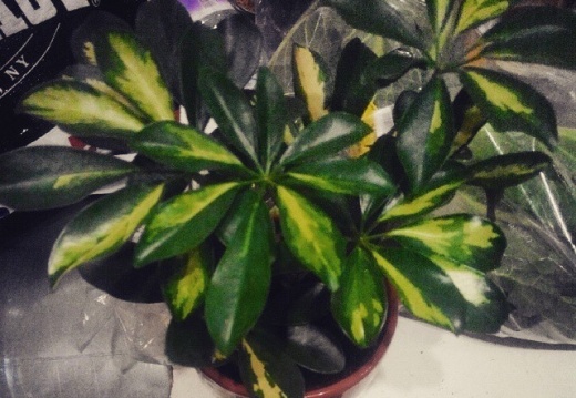 0a86cc358d21918d203a814ba280f130