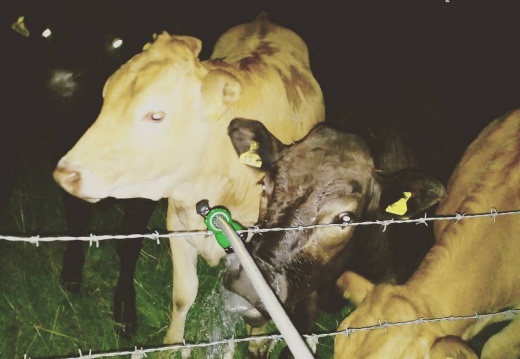 d72af66b762d3de4a8b8ab56701c376f