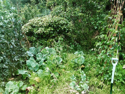 784c2d25b85636929edaa47c088ad555