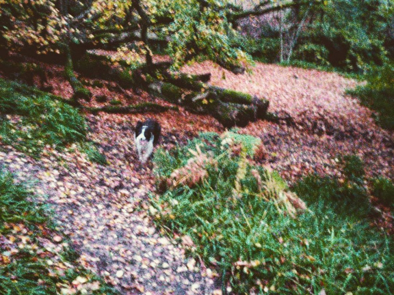 88fef7a30a457c35a197122561cb7bc9